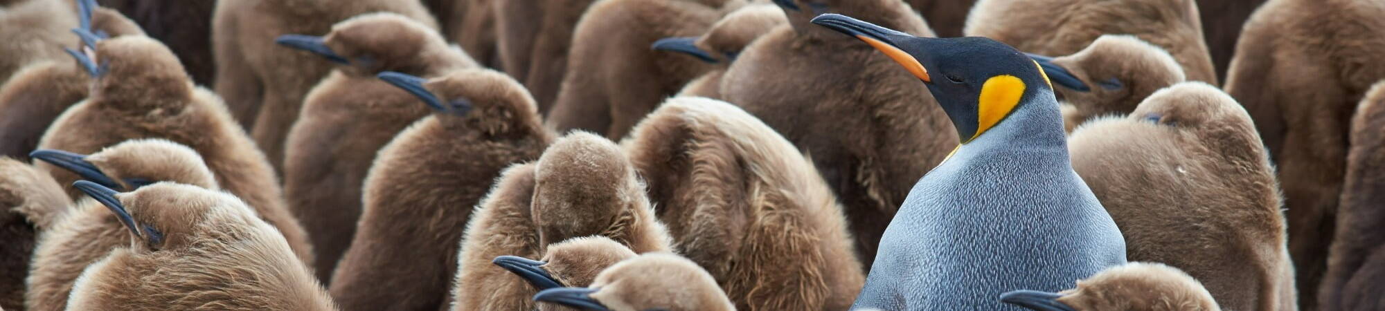 Stand Out from Crowd - King Penguin